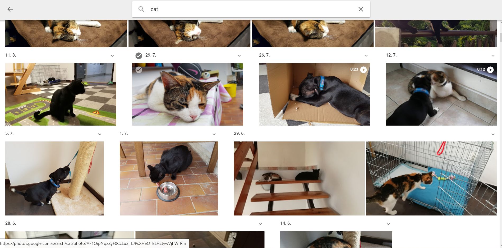 Aplikace Fotky Google umí vyhledávat plemena domácích mazlíčků