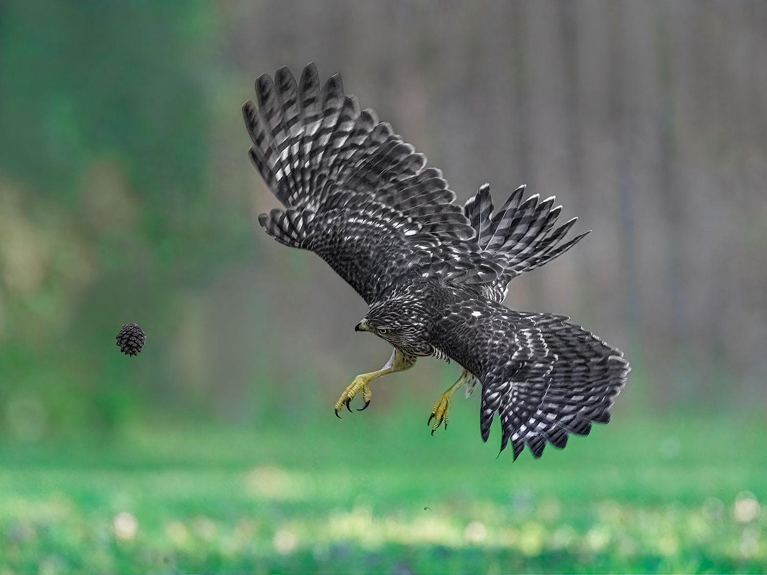 Vítězové soutěže Comedy Wildlife Photography Awards 2022