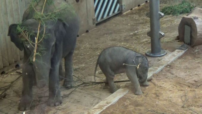 Podívejte se do Zoo Troja, jak se potěšili vašimi vánočními stromečky slonice Tamara a její maličký potomek Rudolf.