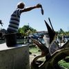 Pelikáni hnědí v kubánské vesnici Guanimar