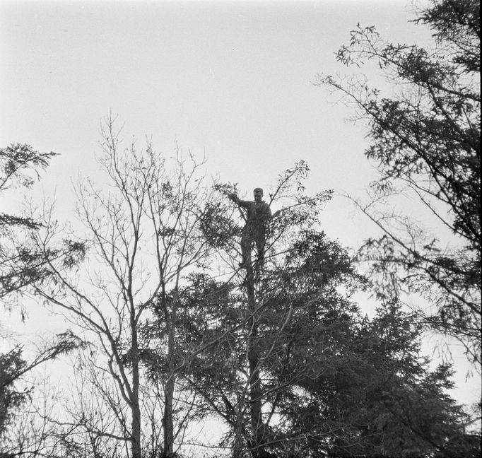 Sběr jmelí na vrcholku 35metrové jedle. Rok 1965