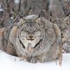 Wildlife Photographer of the Year 2024
