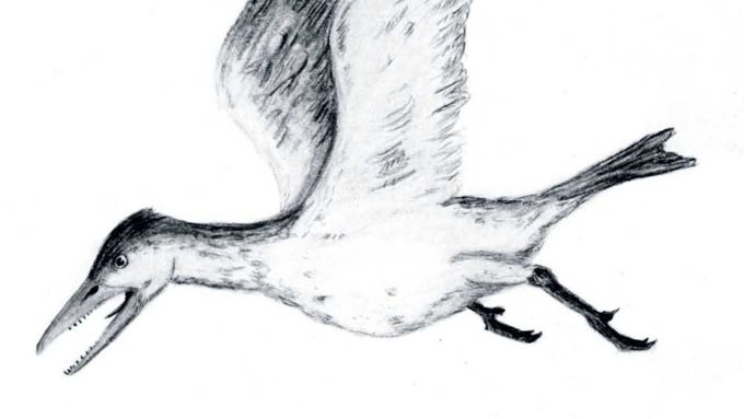 Pravěký pták Ichthyornis - trochu racek, trochu dinosaurus.