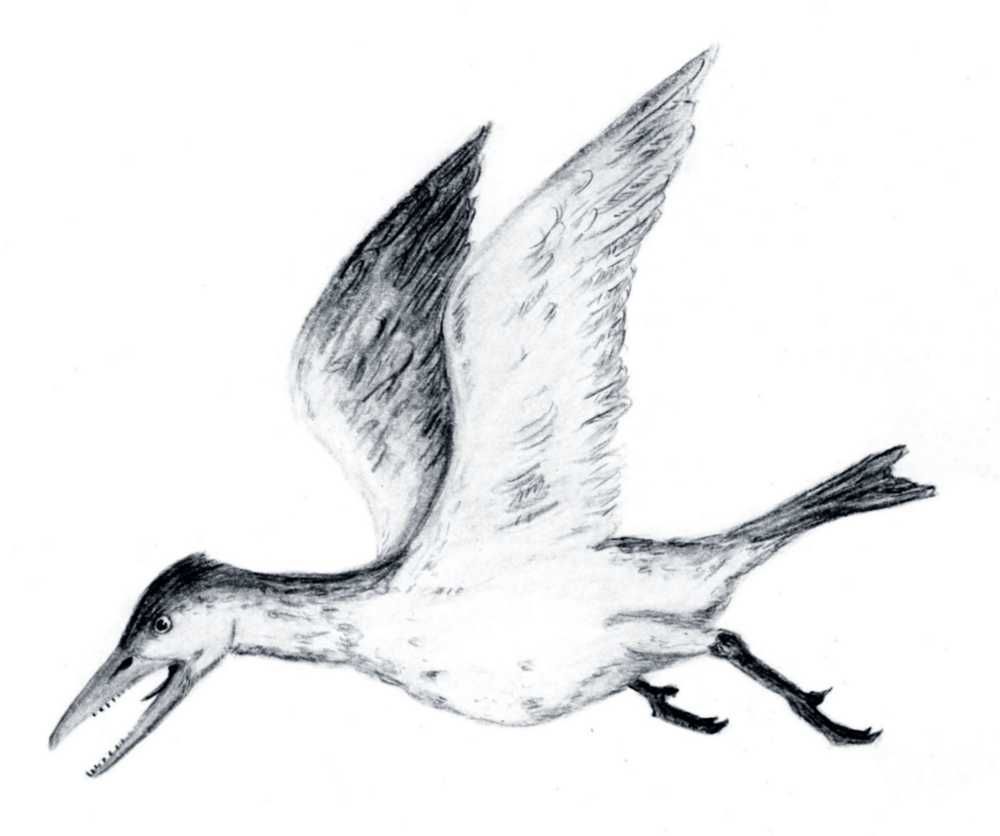 Pravěký pták Ichthyornis