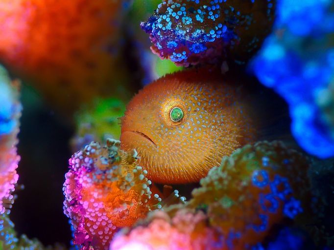 Vítězové soutěže Underwater Photographer of the Year 2021