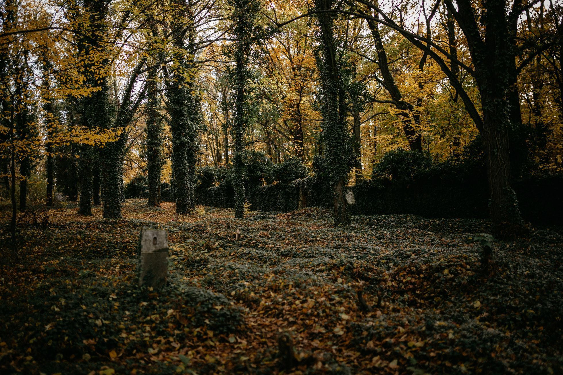 hřbitov Bohnice hřbitov bláznů