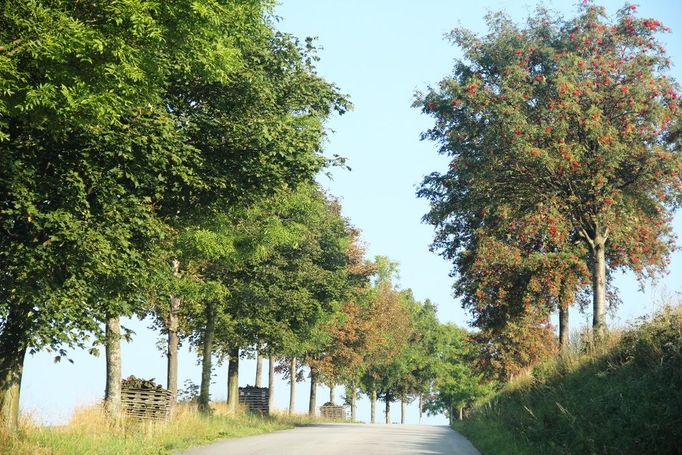 Jiříkovická alej (Radňovice - Jiříkovice, Kraj Vysočina). Cesta z Radňovic do Jiříkovic, nedaleko Nového Města na Moravě, nepatří mezi ty, které by se mohly pochlubit letitými velikány. Rostou tu jasany, javory a další stromy. Jedinečná je ale zdejší alej především díky jeřábům. Jasně červené jeřabiny, symbol zdejšího kraje, jsou jako korálky zářící v ranním slunci. Kdysi bývaly jeřáby téměř u každé cesty, dnes je jich jen poskrovnu. Přesto na Vysočinu vždy patřily a stále patří.