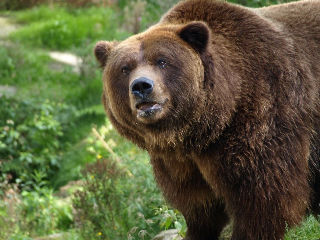 Zoo Děčín - medvěd grizzly