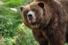 Medvěda potulujícího se na Břeclavsku viděli u Týnce