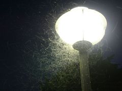 Hmyz poletující v noci okolo jedné z lamp u přehrady Šance.