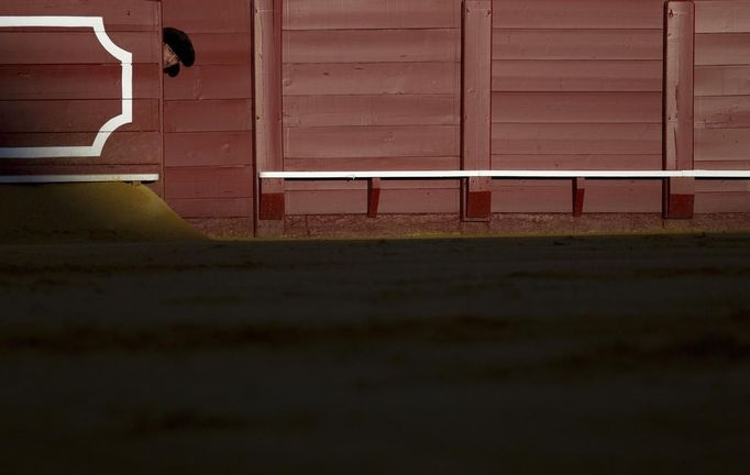 A Spanish assistant bullfighter sticks his head out from the barrier during a bullfight in Seville