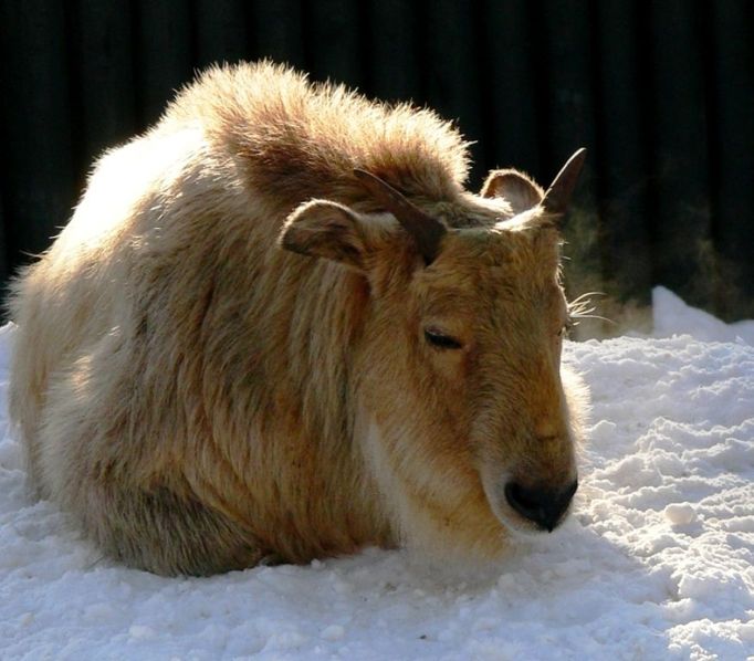 zoo liberec