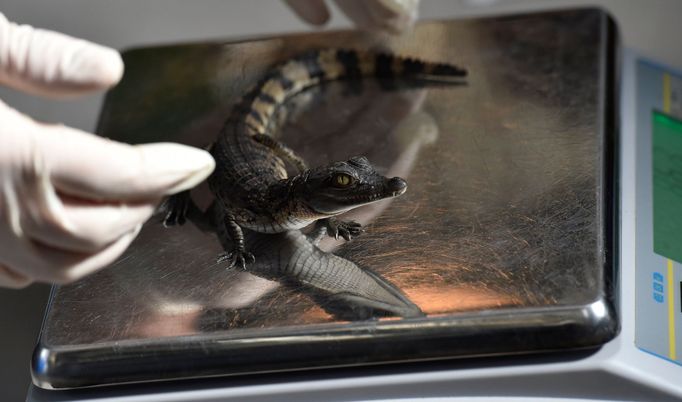 Každoroční měření a vážení zvířat v londýnské Zoo