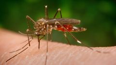 Aedes japonicus - Komár Japonský
