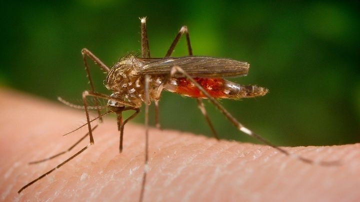 V Česku se usadil invazní komár japonský, může přenášet i horečku dengue; Zdroj foto: Profimedia.cz