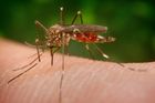 V Česku se usadil invazní komár japonský, může přenášet i horečku dengue