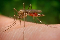 V Česku se usadil invazní komár japonský, může přenášet i horečku dengue