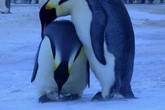 Dojemné záběry tučňáků, kteří se loučí s uhynulým mládětem