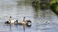 Mnoho lidí z Česka se před tropickým počasím utíká zchladit k vodě. Někteří rovnou na koni.