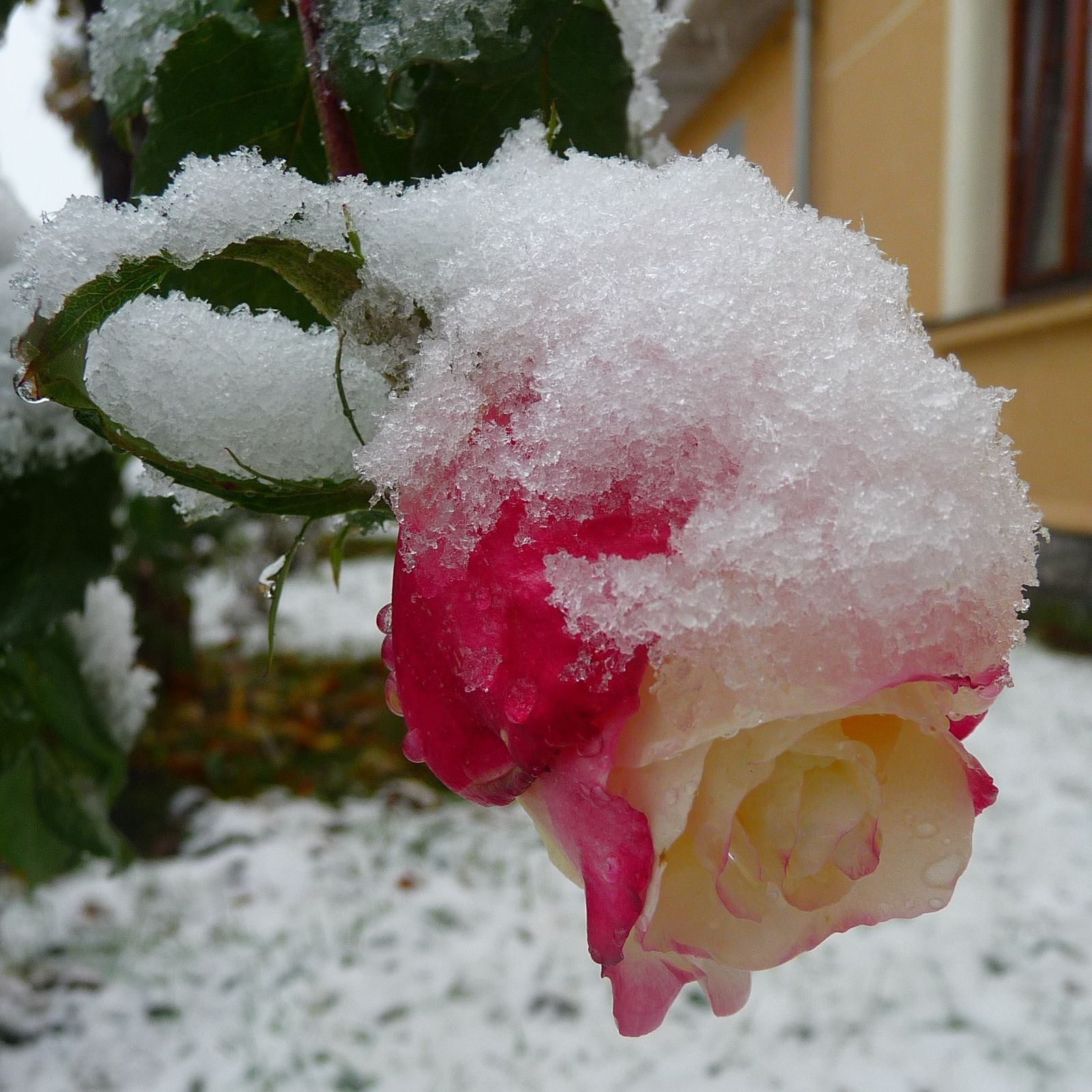 První zima: Lysá nad Labem