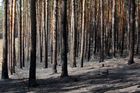 Hasiči ukončili zásah v lesích u Bzence. Po 14 dnech