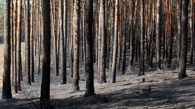 Spálené lesy poblíž Bzence.
