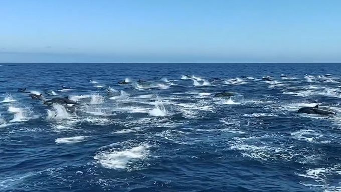 Synchronizované skoky delfínů v Jižní Carolině natočili z lodi