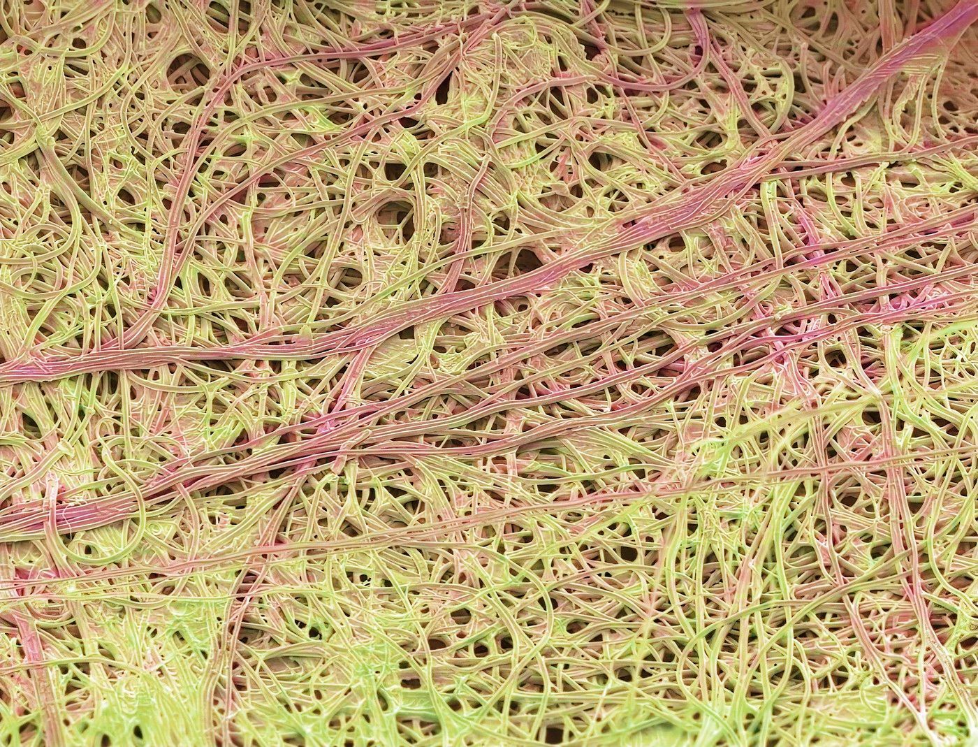 život pod mikroskopem