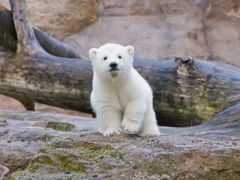 Nejslavnějšími ledními medvědy světa jsou mláďata z berlínské zoo Knut a Vločka.