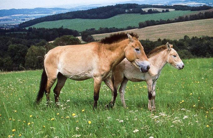 V roce 1998 putovala do mongolské Gobi čtyřletá klisna Zeta. V novém domově se stala matkou sedmi hříbat