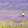 Levandulová pole v Provence