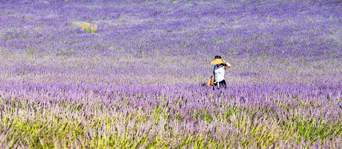 Levandulová pole v Provence