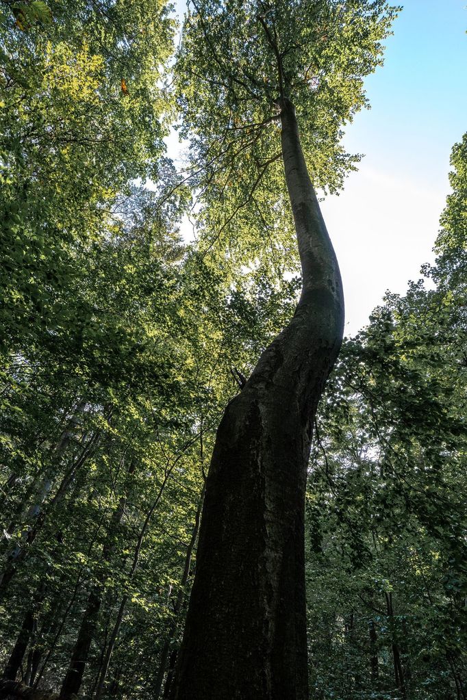 Jizerskohorské bučiny.