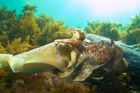 Námluvy sépií. Potápěč natočil stovky podmořských živočichů při "flirtování"