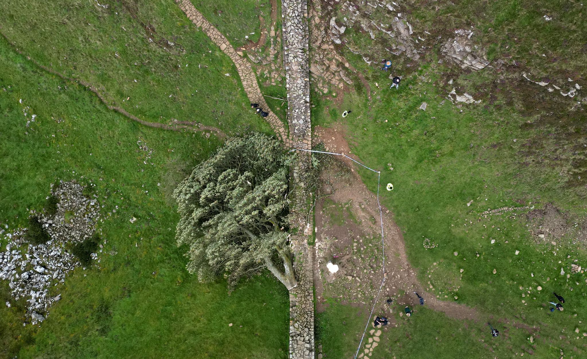 Sycamore gap, strom, Anglie
