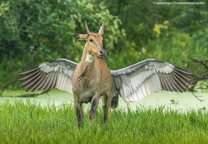 Finalisté soutěže Comedy Wildlife Photography Awards 2022