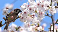 Vrabec na větvi sakury u příkopu císařského paláce v Tokiu. I ptáci si užívají svátek rozkvetlých sakur Hanami, ačkoli nemusí řešit, jestli mají dost lajků.