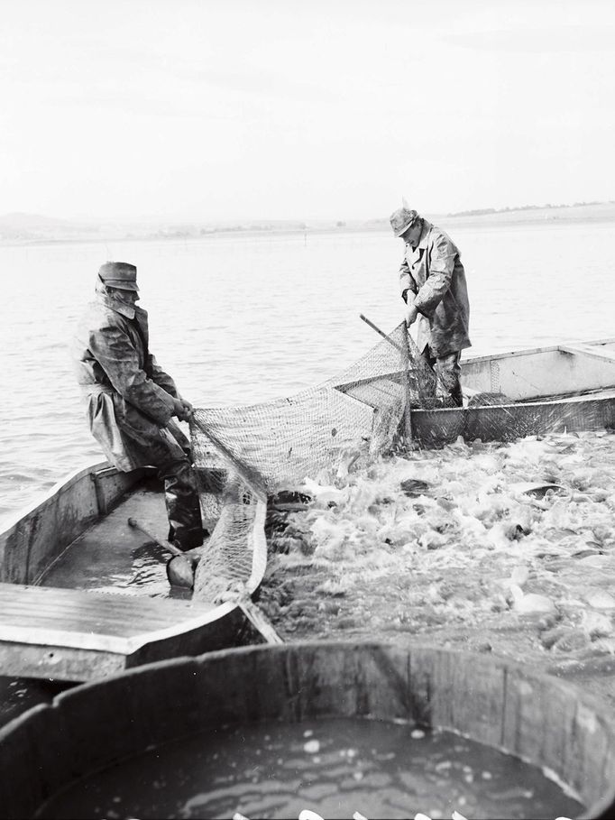 Výlov Dehtáře - jádření novodu, 19. 10. 1970