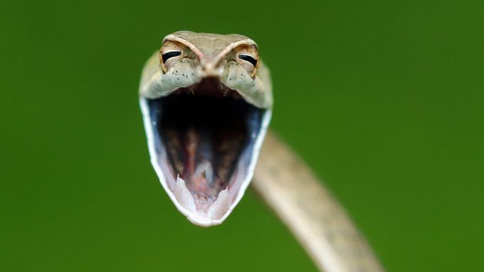 Vtipné fotky zvířat: smějící se had, sova s výrazem jako po flámu a syslí přemet