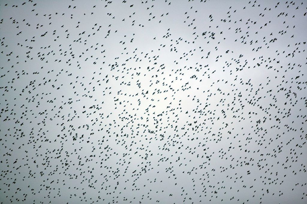 Fotogalerie: Když na obloze kouzlí hejna špačků