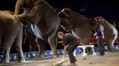 Animal handler Danny McRoberts scoops up after the elephants during a Cole Brother Circus of the Stars show in Myrtle Beach, South Carolina, March 31, 2013. Traveling circuses such as the Cole Brothers Circus of the Stars, complete with its big top tent, set up their tent city in smaller markets all along the East Coast of the United States as they aim to bring the circus to rural areas. The Cole Brothers Circus, now in its 129th edition, travels to 100 cities in 20-25 states and stages 250 shows a year. Picture taken March 31, 2013. REUTERS/Randall Hill (UNITED STATES - Tags: SOCIETY ENTERTAINMENT ANIMALS) Published: Dub. 1, 2013, 7:02 odp.