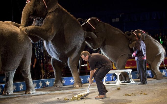 Animal handler Danny McRoberts scoops up after the elephants during a Cole Brother Circus of the Stars show in Myrtle Beach, South Carolina, March 31, 2013. Traveling circuses such as the Cole Brothers Circus of the Stars, complete with its big top tent, set up their tent city in smaller markets all along the East Coast of the United States as they aim to bring the circus to rural areas. The Cole Brothers Circus, now in its 129th edition, travels to 100 cities in 20-25 states and stages 250 shows a year. Picture taken March 31, 2013. REUTERS/Randall Hill (UNITED STATES - Tags: SOCIETY ENTERTAINMENT ANIMALS) Published: Dub. 1, 2013, 7:02 odp.