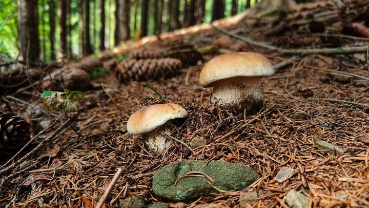 Kam jít na houby? Meteorologové ukazují mapu, kde porostou nejvíce