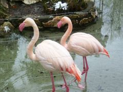 Brr, je mně zima i za ně, ucedil mezi zuby na Štědrý den v liberecké zoo jeden mladík při pohledu na plameňáky