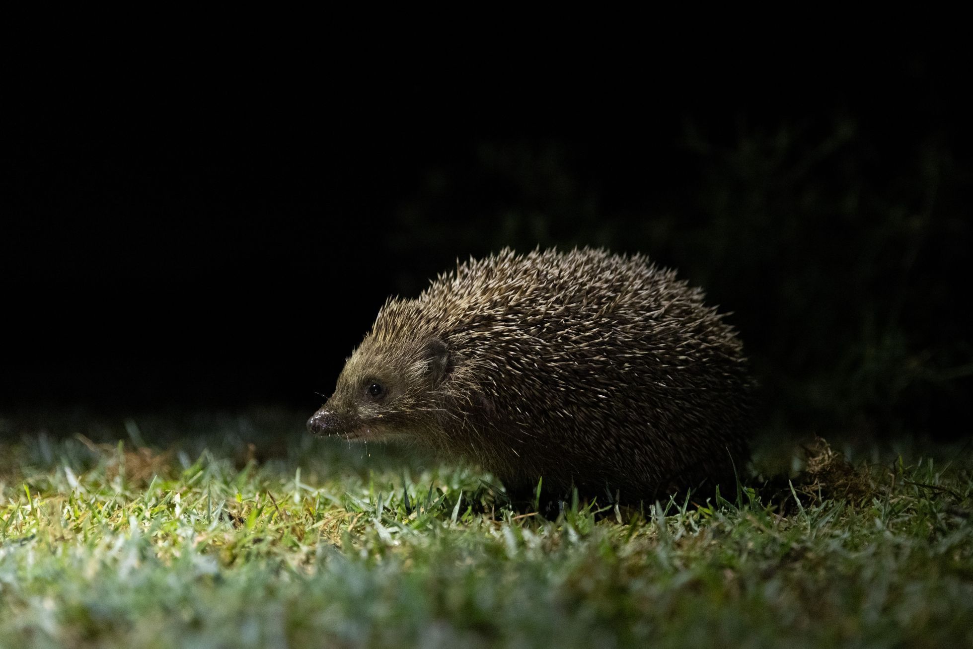 Dan Přibáň, žlutá žába, Irán volume II, příběh 8