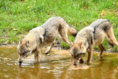 České vlky ohrožuje křížení se psy, hybrid už vznikl na Rumbursku, zjistili vědci