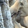 Sloni v pražské ZOO