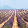 Levandulová pole v Provence, Jižní Francie