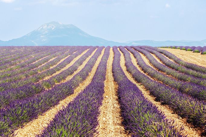 Levandulová pole v Provence, Jižní Francie