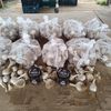 Farma Pech